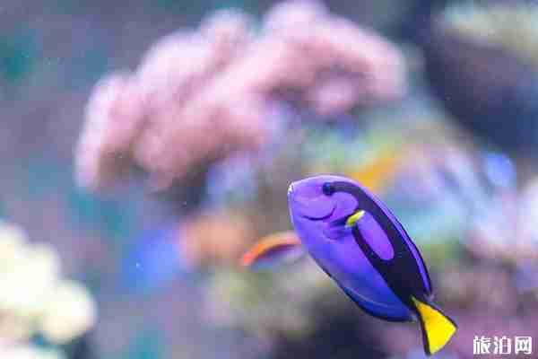 新加坡圣淘沙必游景點推薦