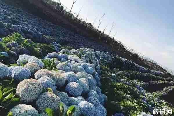 南國山花繡球花海觀賞攻略