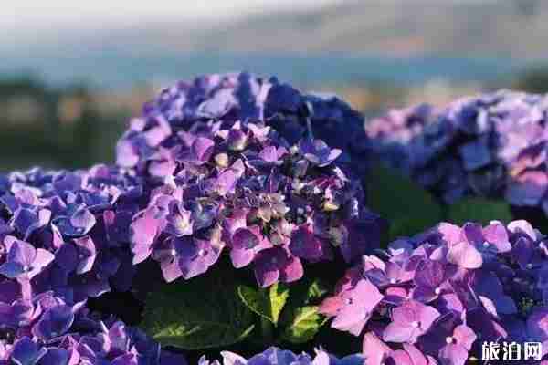 南國山花繡球花海觀賞攻略