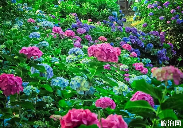 2020日本紫陽花花期級觀賞地點推薦