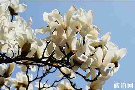 扬州瘦西湖赏花指南 花种+花期 扬州瘦西湖赏花指南 花种+花期