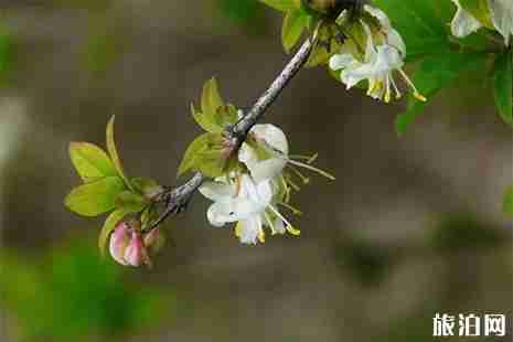 扬州瘦西湖赏花指南 花种+花期 扬州瘦西湖赏花指南 花种+花期