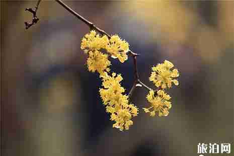 扬州瘦西湖赏花指南 花种+花期 扬州瘦西湖赏花指南 花种+花期