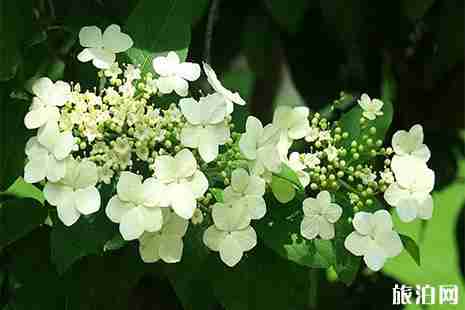扬州瘦西湖赏花指南 花种+花期 扬州瘦西湖赏花指南 花种+花期