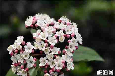 扬州瘦西湖赏花指南 花种+花期 扬州瘦西湖赏花指南 花种+花期