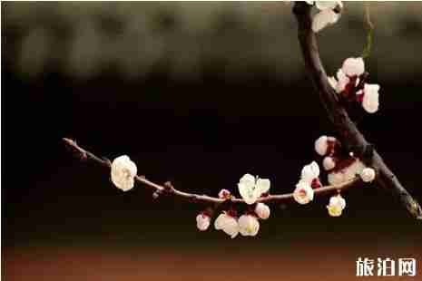 2019年春季曲阜赏花攻略 2019年春季曲阜赏花攻略