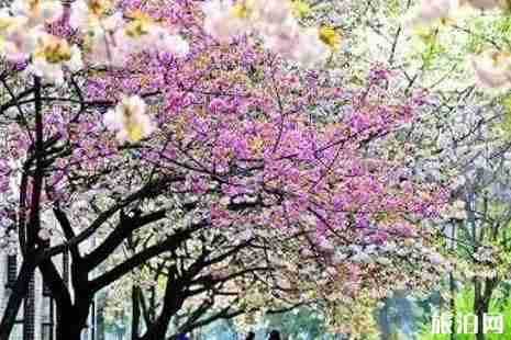 2019年春季曲阜赏花攻略 2019年春季曲阜赏花攻略