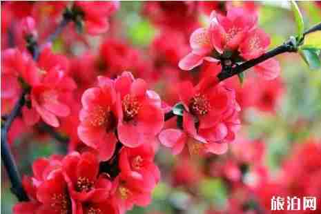 2019年春季曲阜赏花攻略 2019年春季曲阜赏花攻略