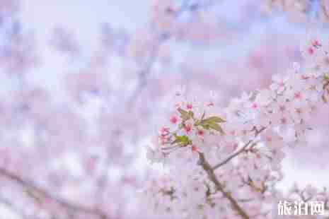 常州梅花什么时候开放 2019年常州公园花展地点