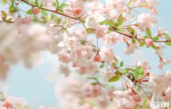 常州梅花什么时候开放 2019年常州公园花展地点