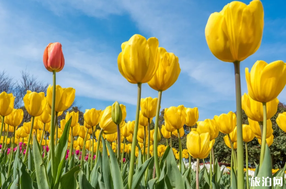 常州梅花什么时候开放 2019年常州公园花展地点