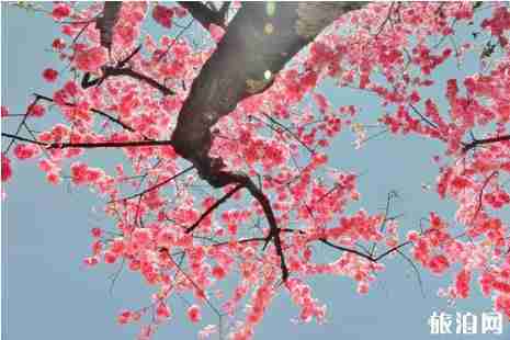 2019年春季昆明赏花的地方有哪些