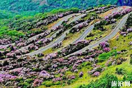 2019年春季昆明赏花的地方有哪些