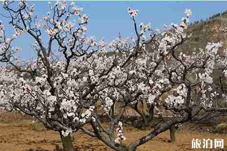 2019济南张夏杏花节攻略 时间+地址+活动内容
