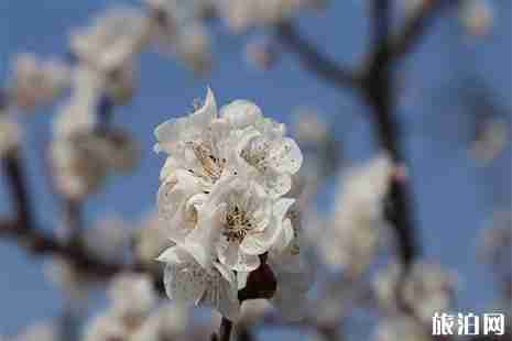 2019济南张夏杏花节攻略 时间+地址+活动内容
