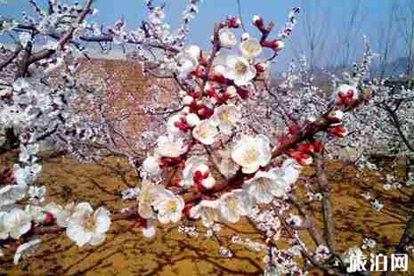 2019沂水诸葛镇杏花节3月23日开启