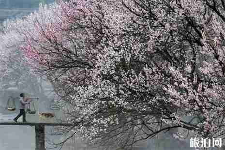 2019沂水诸葛镇杏花节3月23日开启