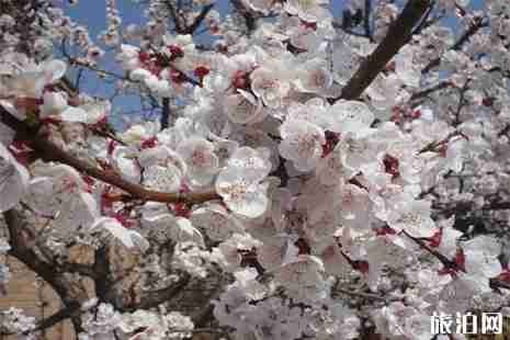 2019沂水诸葛镇杏花节3月23日开启