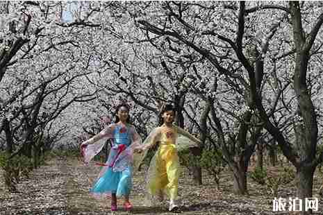 2019邢台杏花节3月18日开启 2019邢台杏花节3月18日开启