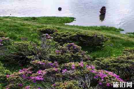 川藏线旅游路线赏花路线推荐 川藏线旅游路线赏花路线推荐