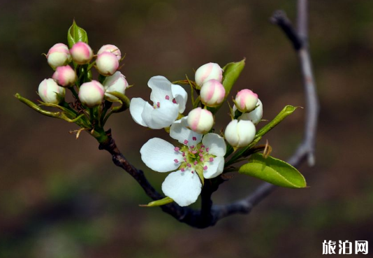 北京梨花几月开 北京哪里有梨花