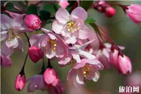 保定赏花的地方公园推荐 保定赏花的地方公园推荐
