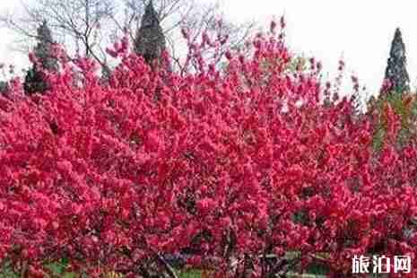 保定赏花的地方公园推荐 保定赏花的地方公园推荐