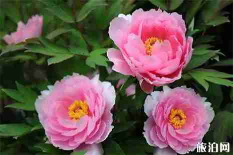 四川达州大竹赏花景点推荐 四川达州大竹赏花景点推荐