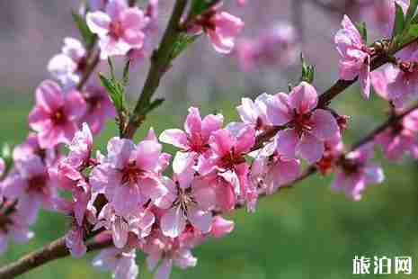 山西赏花的地方推荐