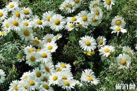 山西赏花的地方推荐