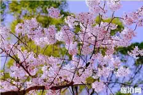 北京春游的地方推荐+攻略