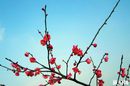 长沙杜鹃花去哪里看 橘子洲有哪些花 长沙杜鹃花去哪里看 橘子洲有哪些花