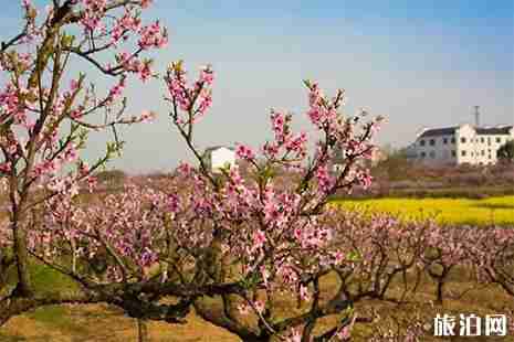 2019安徽马鞍山大青山桃花节3月18日开启 2019安徽马鞍山大青山桃花节3月18日开启