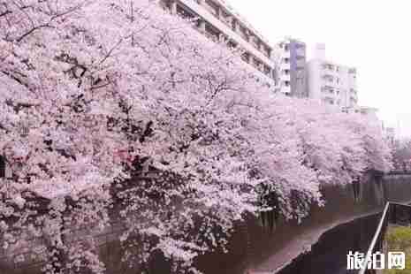 2019武大樱花开了吗 武大樱花3月28日至30日全面开放 2019武大樱花开了吗 武大樱花3月28日至30日全面开放