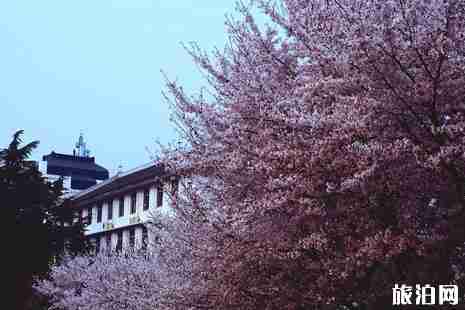 2019武大樱花开了吗 武大樱花3月28日至30日全面开放 2019武大樱花开了吗 武大樱花3月28日至30日全面开放