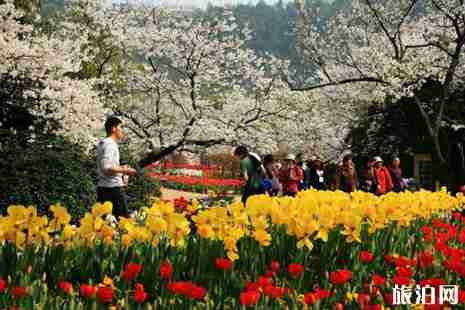 2019杭州太子灣櫻花在哪里 花期+賞花攻略 2019杭州太子灣櫻花在哪里 花期+賞花攻略
