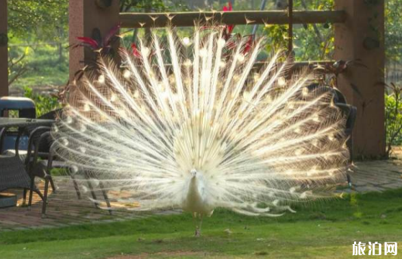 2019广州南沙水鸟世界门票+优惠政策 2019广州南沙水鸟世界门票+优惠政策