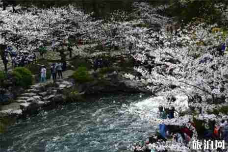2019杭州太子灣櫻花在哪里 花期+賞花攻略 2019杭州太子灣櫻花在哪里 花期+賞花攻略