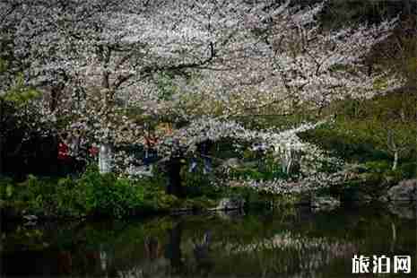 2019杭州太子灣櫻花在哪里 花期+賞花攻略 2019杭州太子灣櫻花在哪里 花期+賞花攻略
