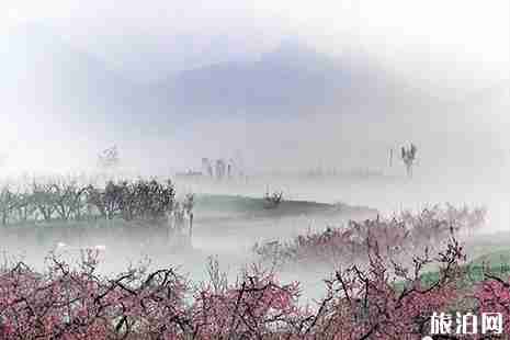 2019泰安近期赏花活动 桃花节+郁金香展 2019泰安近期赏花活动 桃花节+郁金香展