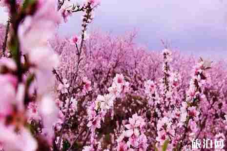 2019泰安近期赏花活动 桃花节+郁金香展 2019泰安近期赏花活动 桃花节+郁金香展