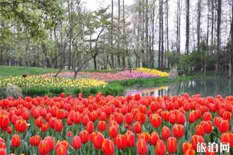 2019杭州太子湾郁金香开花时间 2019杭州太子湾郁金香开花时间