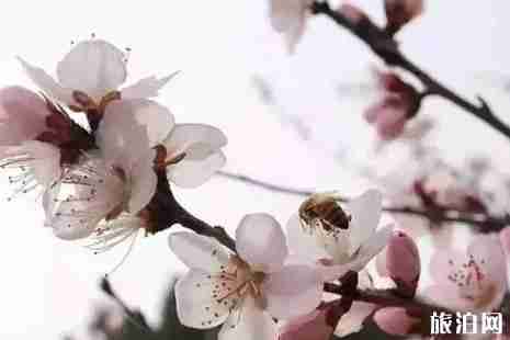 济宁赏花路线整理 济宁赏花路线整理