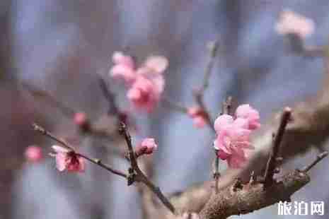 济宁赏花路线整理 济宁赏花路线整理