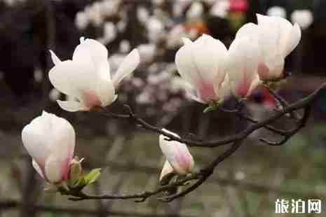 济宁赏花路线整理 济宁赏花路线整理