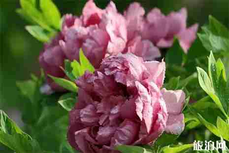 2019开元湖音乐喷泉牡丹文化节开放时间 2019开元湖音乐喷泉牡丹文化节开放时间