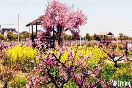 2019年上海桃花節是幾月幾號+門票+交通+活動攻略