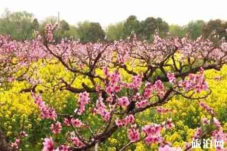 2019年上海桃花節是幾月幾號+門票+交通+活動攻略