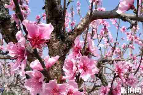 2019年上海桃花節是幾月幾號+門票+交通+活動攻略