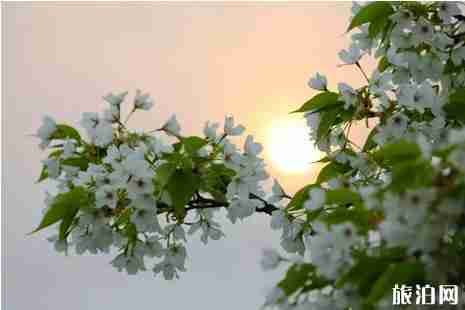 南充哪里可以看櫻花